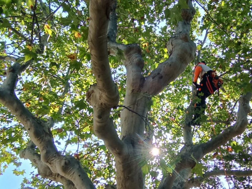Élagage de platanes (Marseille 13011)