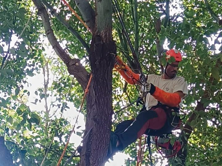 Taille d'un Camphrier (Marseille 13002)