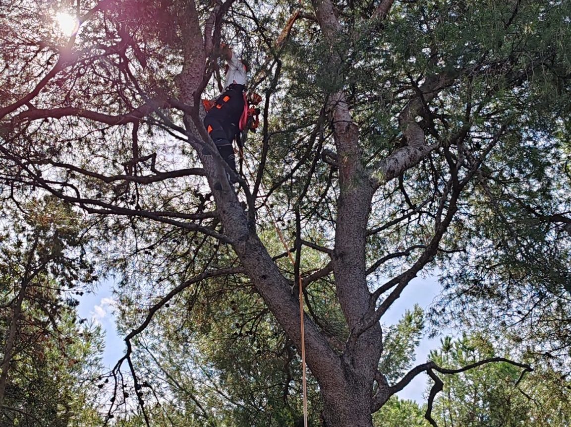 Élagage d'un pin parasol (Marseille 13012)