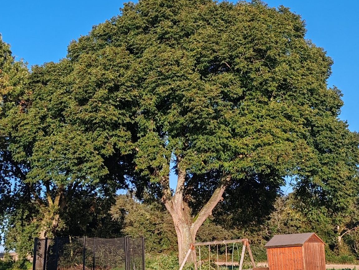 Rehausse de couronne d'un tilleul